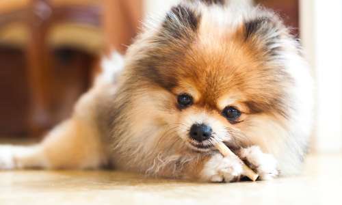 merle pomeranian