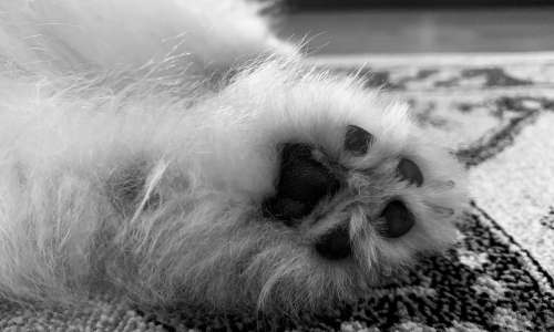 merle pomeranian