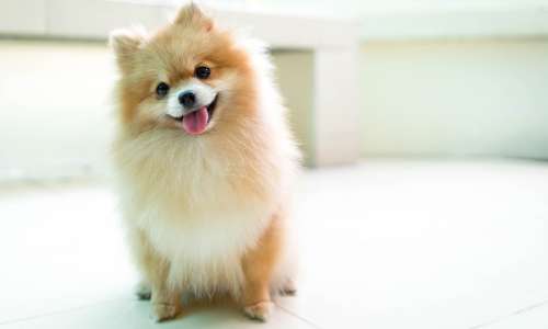how long do pomeranians live