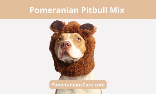 Pomeranian mixed with Pitbull
