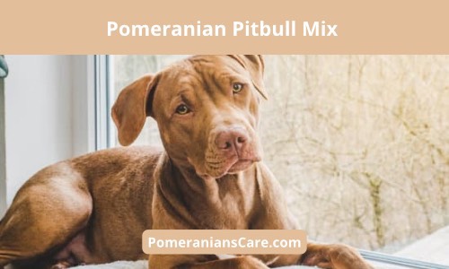 Pomeranian mixed with Pitbull