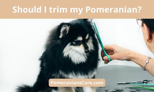 Are You Supposed to Cut Pomeranian's Hair