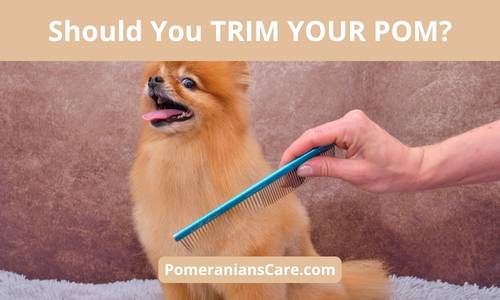 Are You Supposed to Cut Pomeranian's Hair