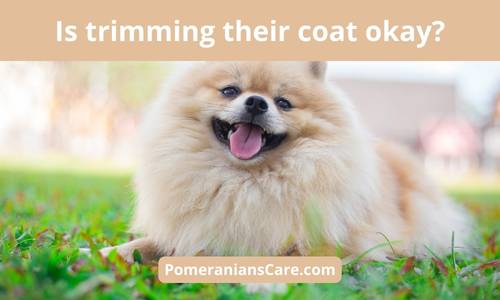 Are You Supposed to Cut Pomeranian's Hair