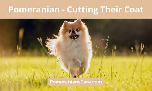 Are You Supposed to Cut Pomeranian's Hair