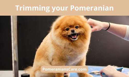 Are You Supposed to Cut Pomeranian's Hair