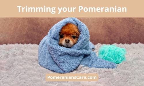 How often should a Pomeranian be groomed