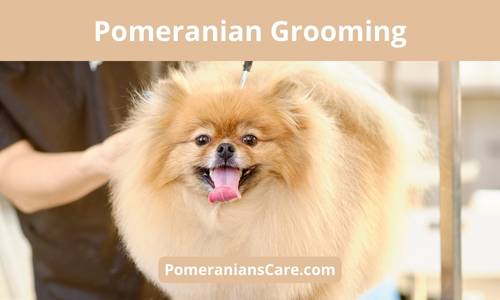 How often should a Pomeranian be groomed