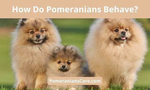 What are the behavioral issues of Pomeranians