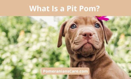 Pomeranian mixed with Pitbull