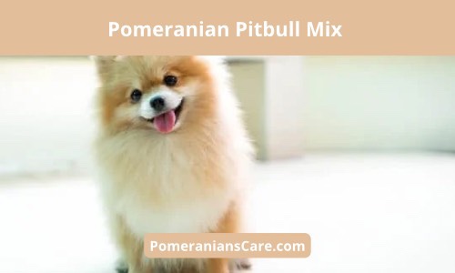 Pomeranian mixed with Pitbull