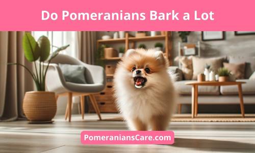 Do Pomeranians Bark a Lot