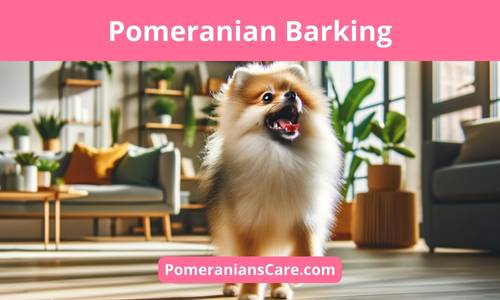 Do Pomeranians Bark a Lot